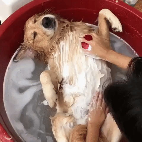 Aww Bathing GIF - Find & Share on GIPHY