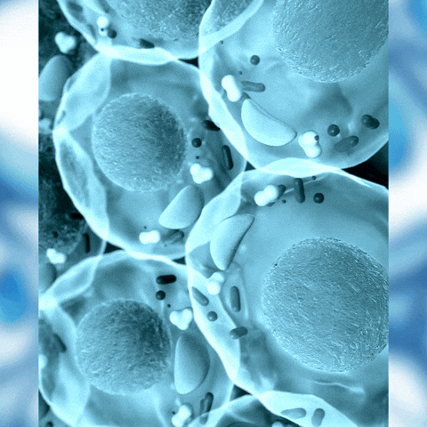Adult Stem Cells GIF by Just Healthy