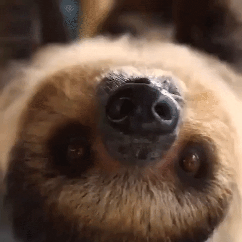 China Panda GIF by Storyful