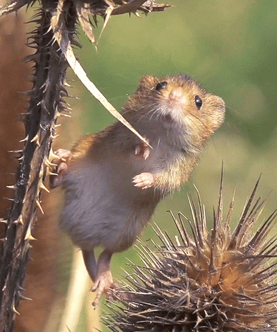 harvest mouse rat GIF