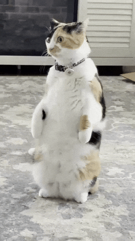 Funny Cat GIF