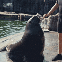 seal clapping gif