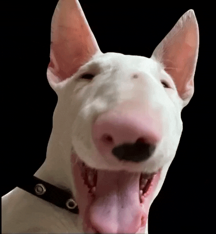 Dog Bullterrier GIF by Kate