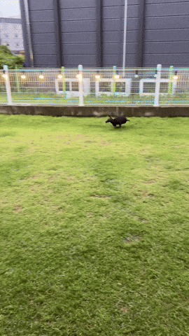 Dog Ig GIF