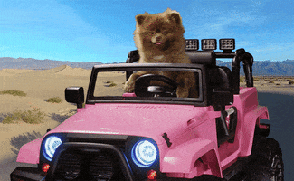 Dog Driving GIF by Bertie The Pom