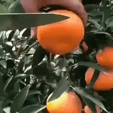 juicy orange juice GIF
