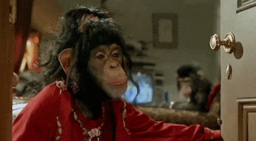 monkey chimpanzee GIF