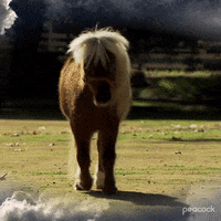 Season 3 Pony GIF by Parks and Recreation