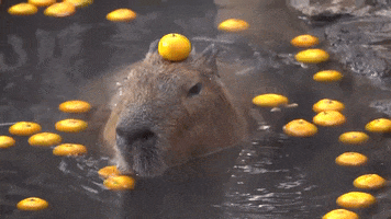 Capybara GIF