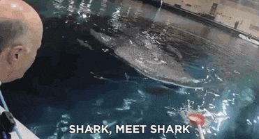 shark tank hello GIF by Shark Week