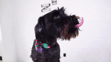 peanut butter dog GIF by Guava Juice