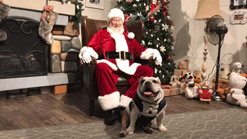 merry christmas dog GIF by Butler University