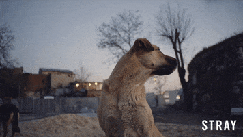 Stray Dog GIF by Magnolia Pictures