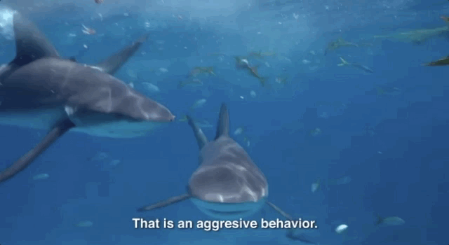 Image result for shark feeding gif