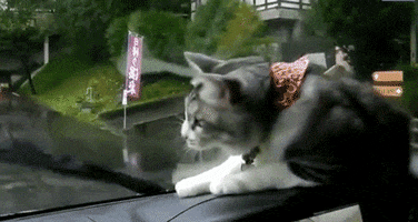 cat reflexes GIF by Daily Mail Online