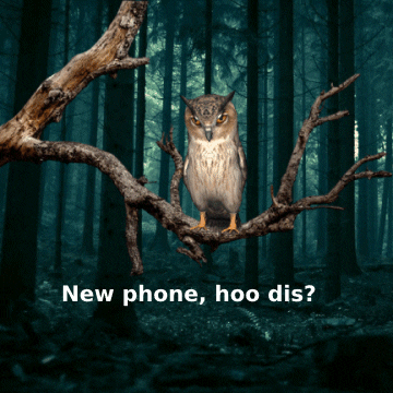 Forest Owl GIF