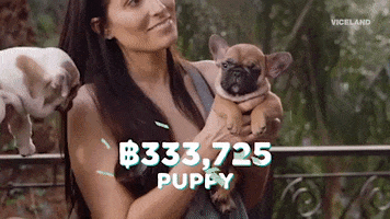 breeding french bulldog GIF by MOST EXPENSIVEST
