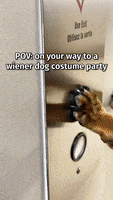 Wiener Dog Dachshund GIF by Crusoe