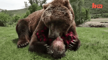 Image result for fuzzy bear hug meme