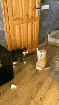 Funny cats GIFs - Find & Share on GIPHY