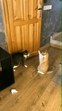Funny-fall GIFs - Get the best GIF on GIPHY