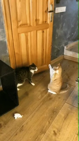 Do all cats need/want roughhousing?