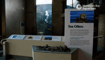 Bubbles Cleaning GIF by Monterey Bay Aquarium