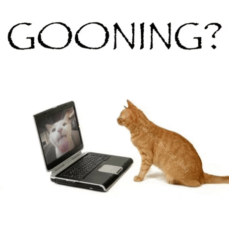 Cat Computer GIF