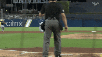 Excited Tampa Rays GIF by Jomboy Media