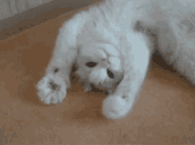 Cat Perfect Loops GIF - Find & Share on GIPHY