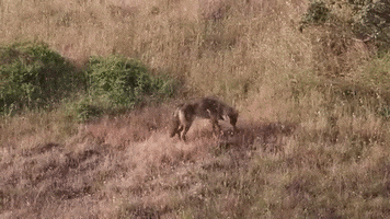 Coyote Play GIF