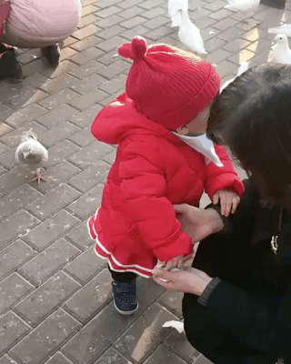 Pigeon-meme GIFs - Get the best GIF on GIPHY
