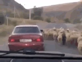 sheep rustler GIF