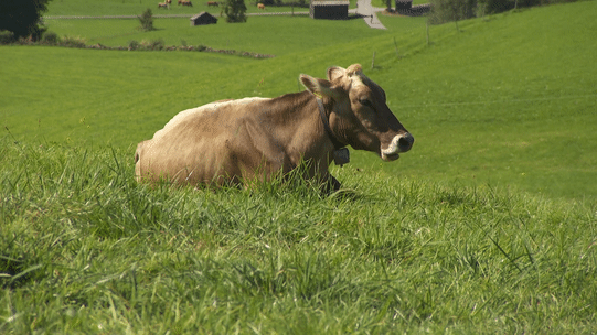 gif of cow chewing in a field