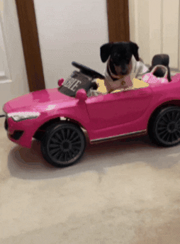 Barbieweenie dog car fail driving GIF