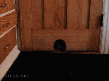 A GIF or MEME to give some spice of the internet