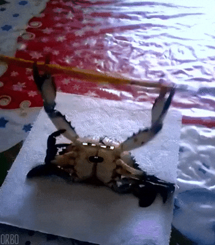 Perfect Loops Crab GIF - Find & Share on GIPHY