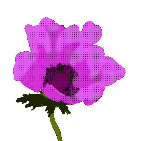 Spring Pink Flower Sticker