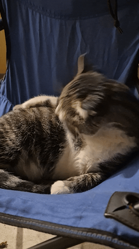 Animated GIF