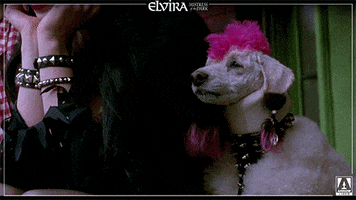 elvira mistress of the dark dog GIF by Arrow Video