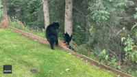 Bear-ental Supervision: Curious Cubs Explore Anchorage Backyard Alongside Mama Bear