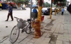 https://media0.giphy.com/media/6HIdDhh3HmUrS/giphy.gif
