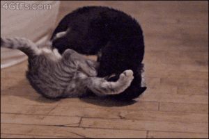 The Matrix Cat GIF