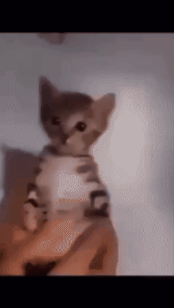 Cat GIF