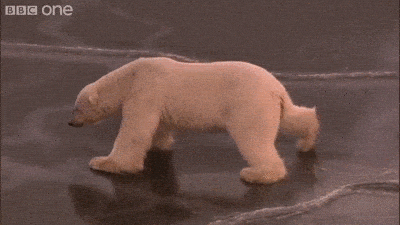 Giphy - thin polar bear GIF