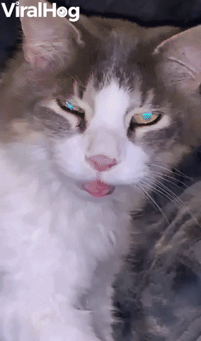 Cat Sneezes Out Blade Of Grass GIF by ViralHog