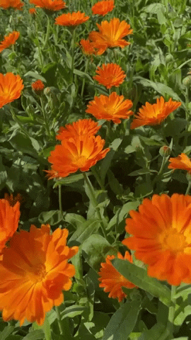 Flowers GIF