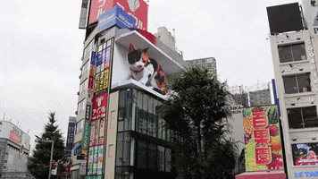 Cat GIF
