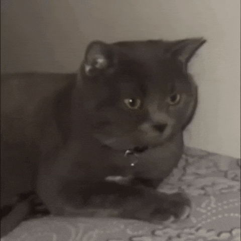Shocked Fat Cat GIF