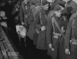NationalWWIMuseum black and white goat military footage GIF